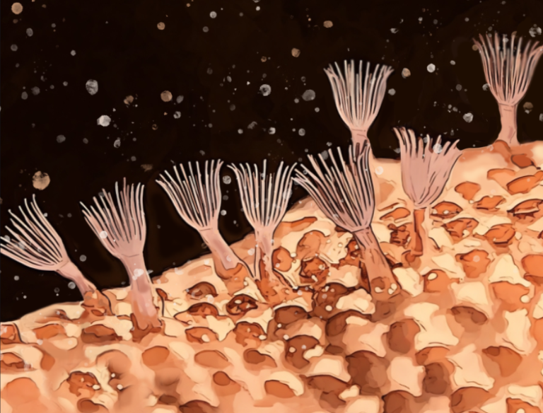 Polypora An Introduction to Bryozoans – The Earth Chronicles